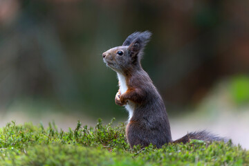 Wall Mural - Eurasian red squirrel (Sciurus vulgaris) searching for food in the forest in the Netherlands. 