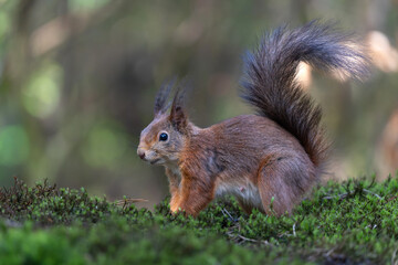 Wall Mural - Eurasian red squirrel (Sciurus vulgaris) searching for food in the forest in the Netherlands. 
