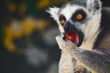Close-up Head-shot Portrait Of A Ring-tailed Lemur With Furry Ears Eating A Red Tomato, Looking Away From Camera