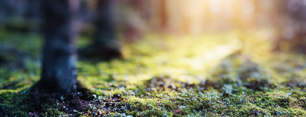 Wall Mural - Beautiful green landscape panorama