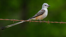 Scissor-tailed Flycatcher Perched On A Barbwire Fence