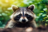 Fototapeta Zwierzęta - Curious raccoon peering into the camera