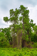 Wall Mural - Dense impassable green jungle