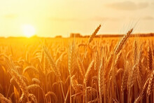 Wheat Grain Ear And Rye Field On Yellow Sunset Sky Background.