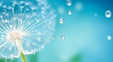Fototapeta Kwiaty - Dandelion Seeds in droplets of water on blue and turquoise beautiful background with soft focus in nature macro with Ai Generative Technology