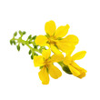 mustard flower isolated on white