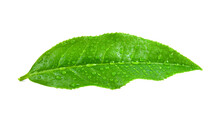Tea Leaves With Drops On Transparent Png
