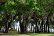© itsallgood - Forest trees at state park Florida, USA showing live oak trees with Spanish  Moss.