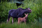 Fototapeta Zwierzęta - momma moose and calf