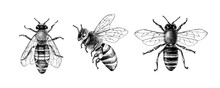 Monochrome Set Of Three Bees Or Honeybees
