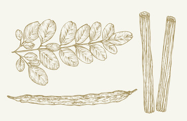 Wall Mural - moringa oleifera plant. hand drawn sketch superfood herbs vector illustration. natural food doodle i