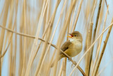 Fototapeta Niebo - Śpiew godowy trzcinniczka. Niewielki ptak siedzący na trzcinie wśród stawów, jezior i rzek.  Przedstawiciel grupy pokrzewkowatych.