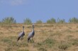 blue cranes in the wild of Etosha National Park in Namibia
