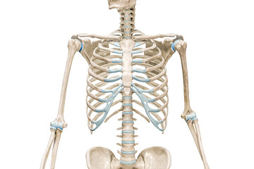 Wall Mural - rib cage bones front view close-up 3d rendering illustration isolated on white with copy space. huma