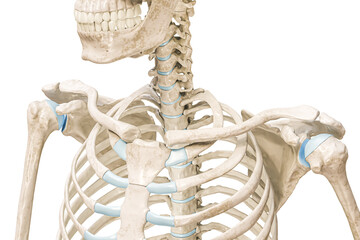 Wall Mural - clavicle bone or collarbone superior or top view 3d rendering illustration isolated on white with co