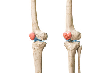 Wall Mural - patella or kneecap bone in red 3d rendering illustration isolated on white with copy space. human sk