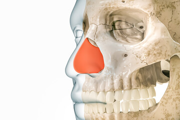 Wall Mural - septal cartilage or septum in red with body contours 3d rendering illustration isolated on white wit
