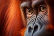close up of an orang utan