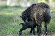 Owce domowe mała owieczka wraz z mamą maciorką tuż po porodzie na pastwisku, wykot.	
