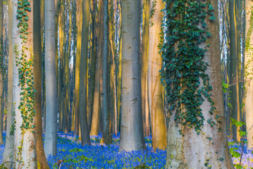 Poster - Beautiful view of the blue forest, Hallerbos