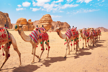 Group of camels, seats ready for tourists, walking in AlUla desert on a bright sunny day, closeup detail