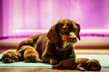 Little dachshund mom feeding puppies newborns