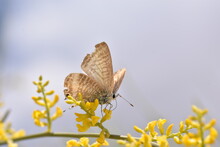 Long-tailed Pea-blue Butterfly (Lampides Boeticus) On Yellow Broom Flower With Blue Sky Background
