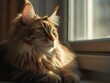 © VisualMarketplace - The Mellow Maine Coon Lounging on a Windowsill
