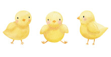 Three Watercolor Cute Cartoon Yellow Chickens. Cute Baby Bird Illustration For Design. Funny Easter Illustration.