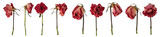 Dried  rose lives isolated on transparent background. PNG file.