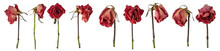 Dried  Rose Lives Isolated On Transparent Background. PNG File.
