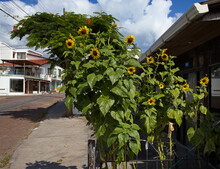 Sunflowers In Puerto Ayora On Santa Cruz Island Of Galapagos Islands, Ecuador, South America
