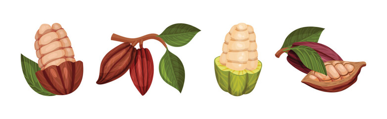 Wall Mural - Organic Cocoa Beans in Pod and Green Leaf Vector Set