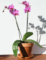 Wall Mural - isolated pink orchid plant. With copyspace