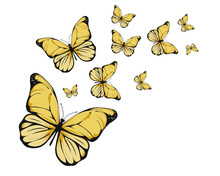 Yellow Butterfly Set Of Butterflies
