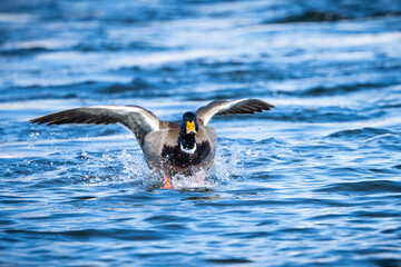 Wall Mural - Mallard Duck Landing on the freezing water of the St. Lawrence River