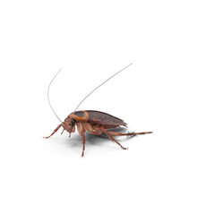 American Brown Cockroach (Periplaneta Americana)