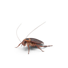 american brown cockroach (periplaneta americana)