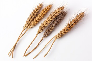 Poster - three wheat stalks on a white background Generative AI