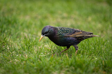 Wall Mural - starling