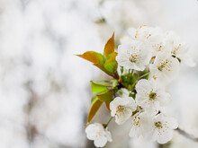 Beautiful White Flowers On A Branch And A White Background, Spring Wallpaper, Shallow Depth Of Field, Close-up.
