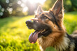 © Chrysos - A portrait of a German Shepherd Dog, tongue out, looking cute and adorable