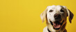 Labrador dog on yellow background with copy space. Generative AI.