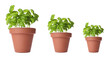 © New Africa - Basil growing in pots isolated on white, different sizes