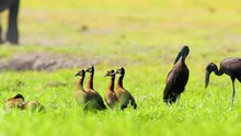 White Faced Whistling Ducks And Afrcian Openbills Standing Together In African Savanah Of Botswana South Africa