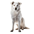 border collie dog isolated on white
