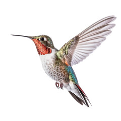 Wall Mural - hummingbird on isolated