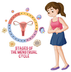 Sticker - Stages of The Menstrual Cycle