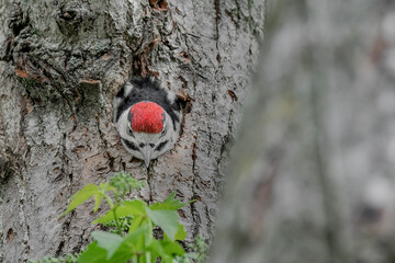 Wall Mural - The exit from the nest (Dendrocopos major)