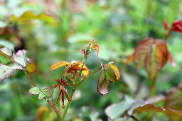 Wall Mural - Black aphids or blackfly / greenfly are sitting on a rose bud and foliage, and sucking the sap and an ant is coming to milk them. Garden pests , parasites, desease on roses.	